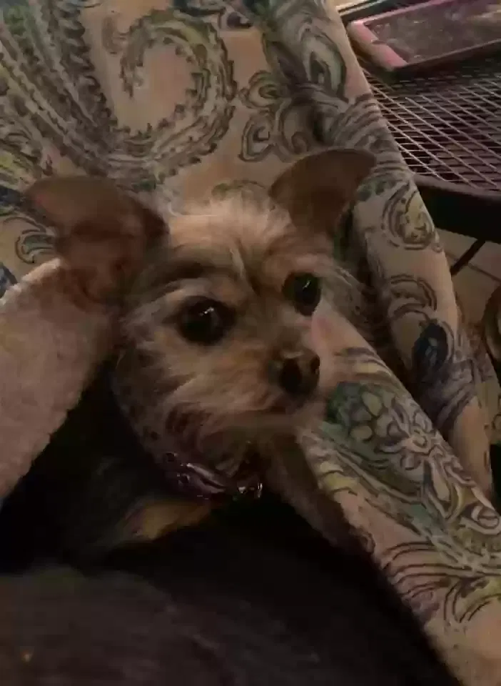 Lost dog in Aurora, CO, 80019