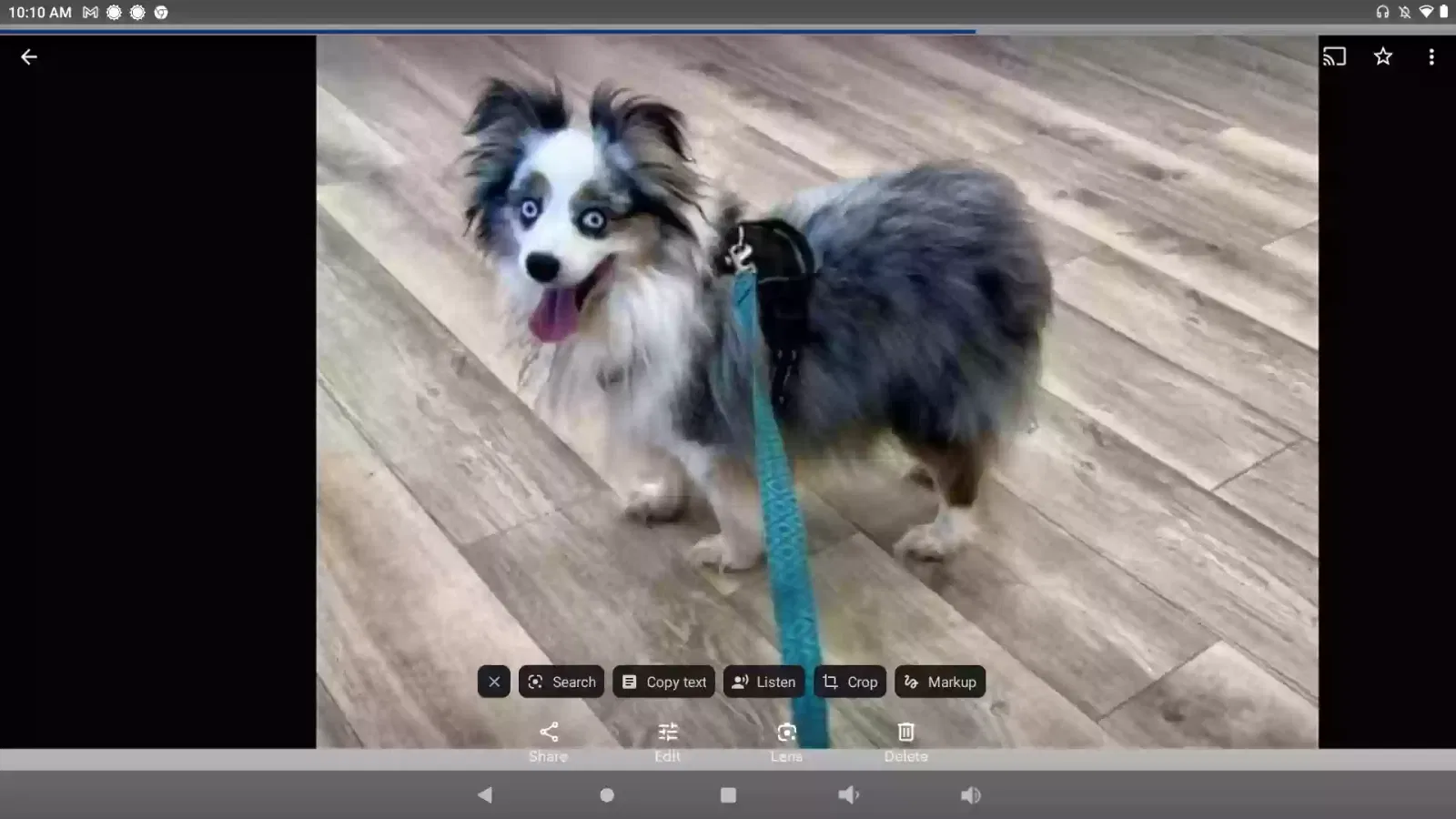 Lost dog in Tampa, FL, 33634