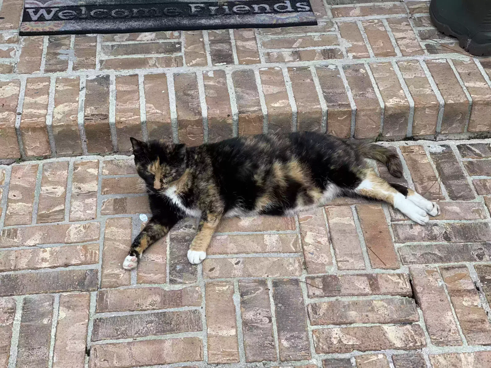 Lost cat in Jacksonville, FL, 32223