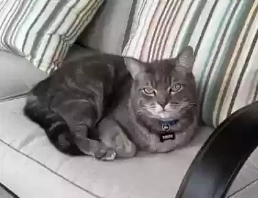 Lost cat in Humble, TX, 77346