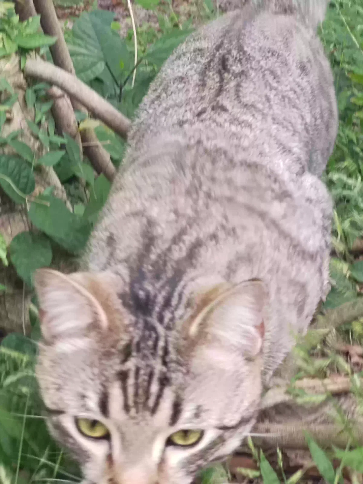 Lost cat in Valrico, FL, 33594