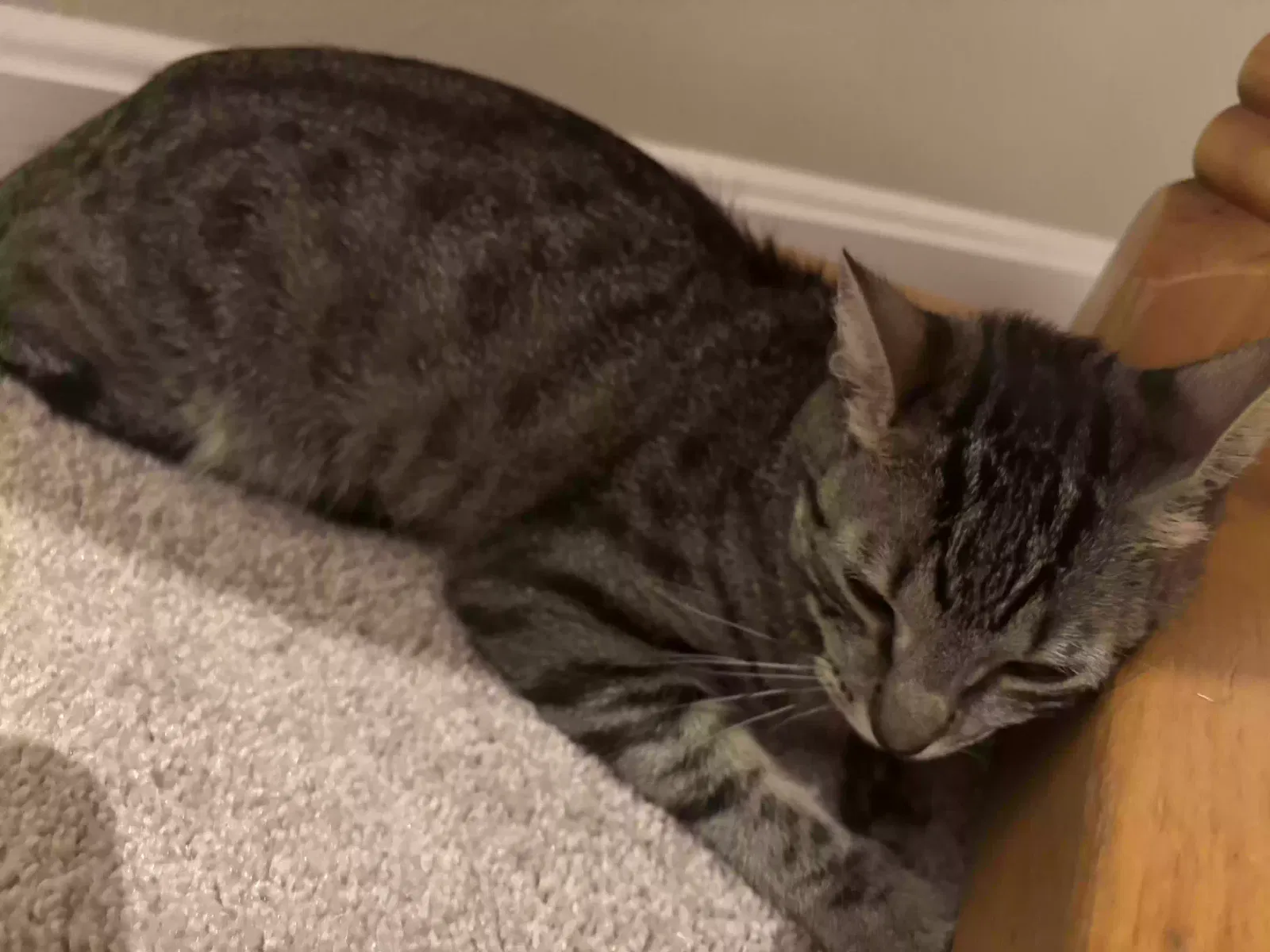 Lost cat in Rockville, MD, 20850