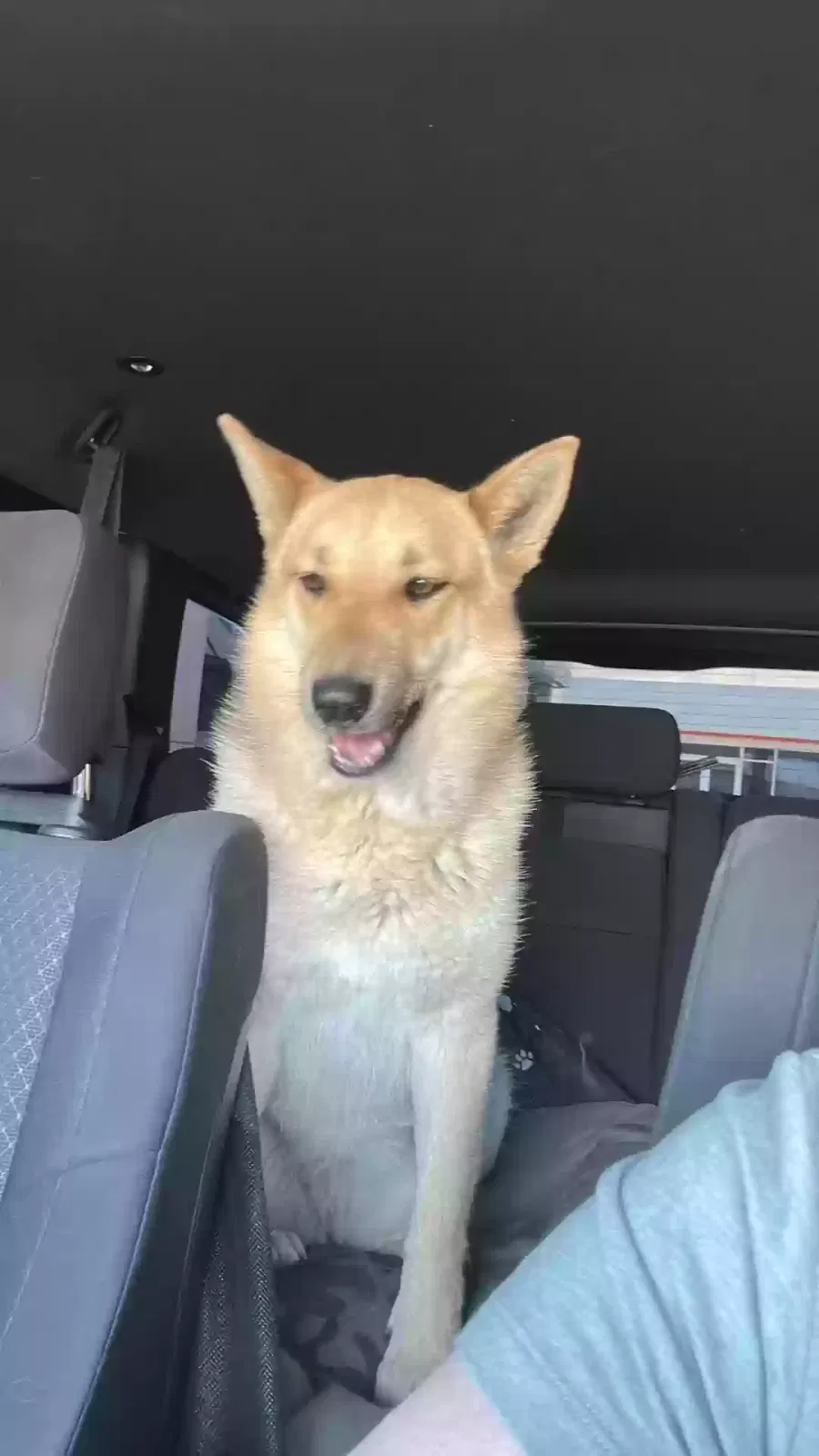 Found dog in Victorville, CA, 92395