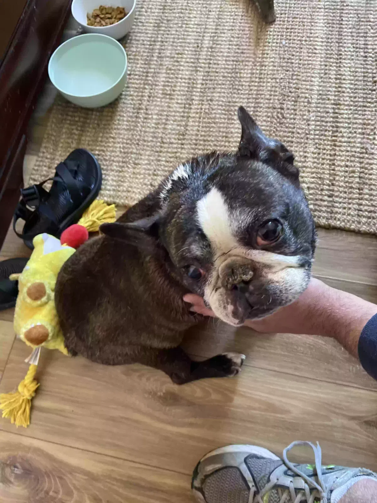 Found dog in Golden, CO, 80401