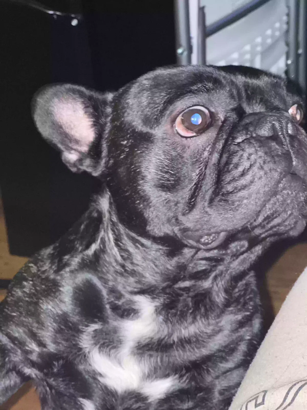 Lost dog in Pontiac, MI, 48340