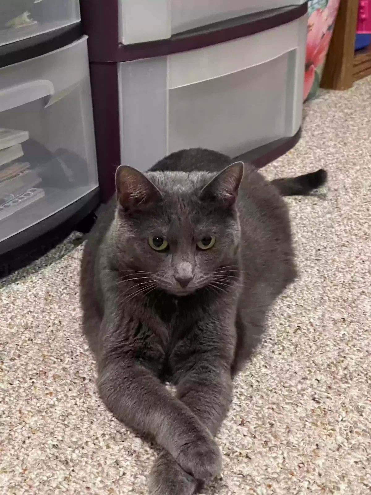 Lost cat in Lafayette, IN, 47905