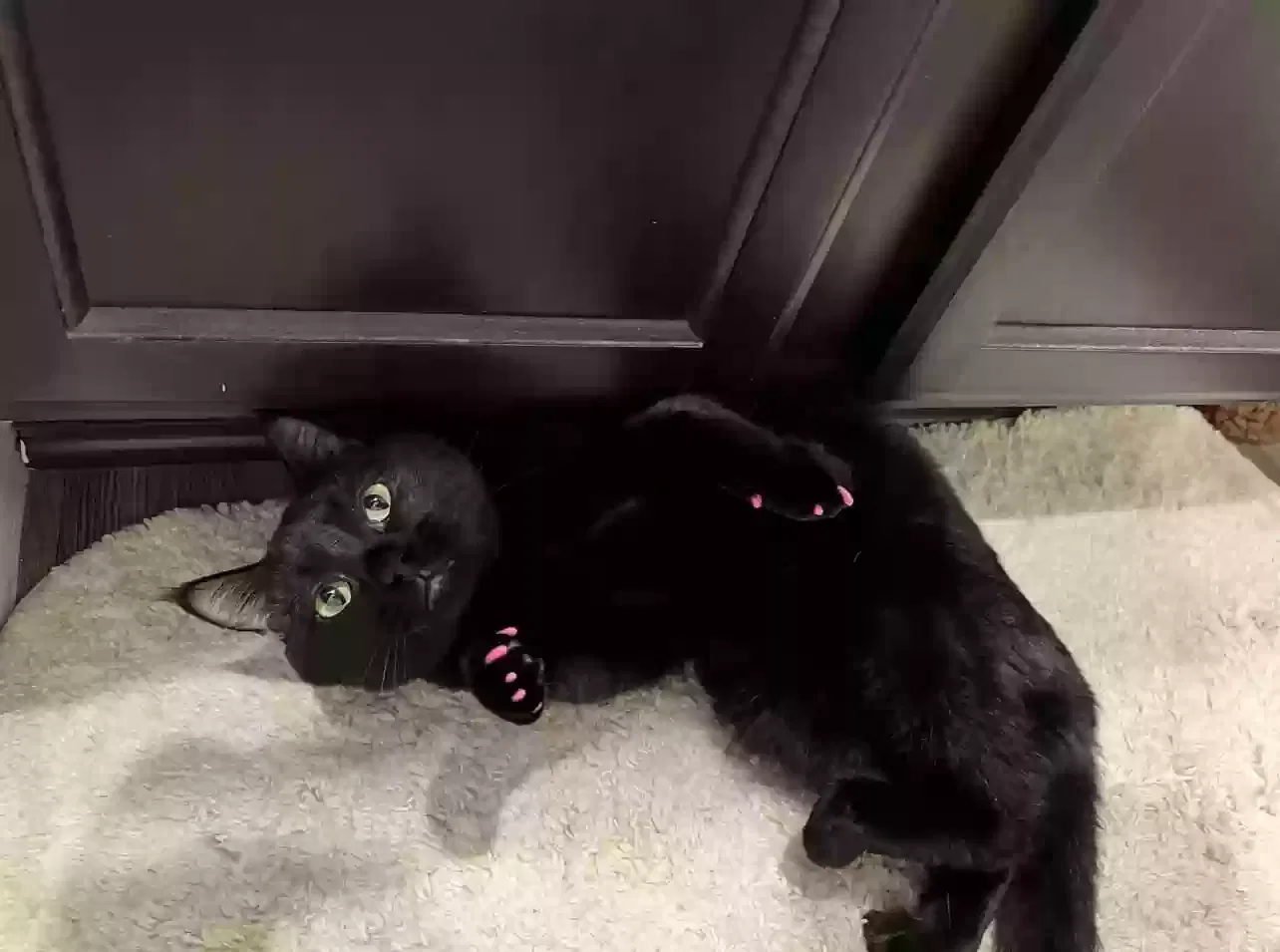 Lost cat in Katy, TX, 77449