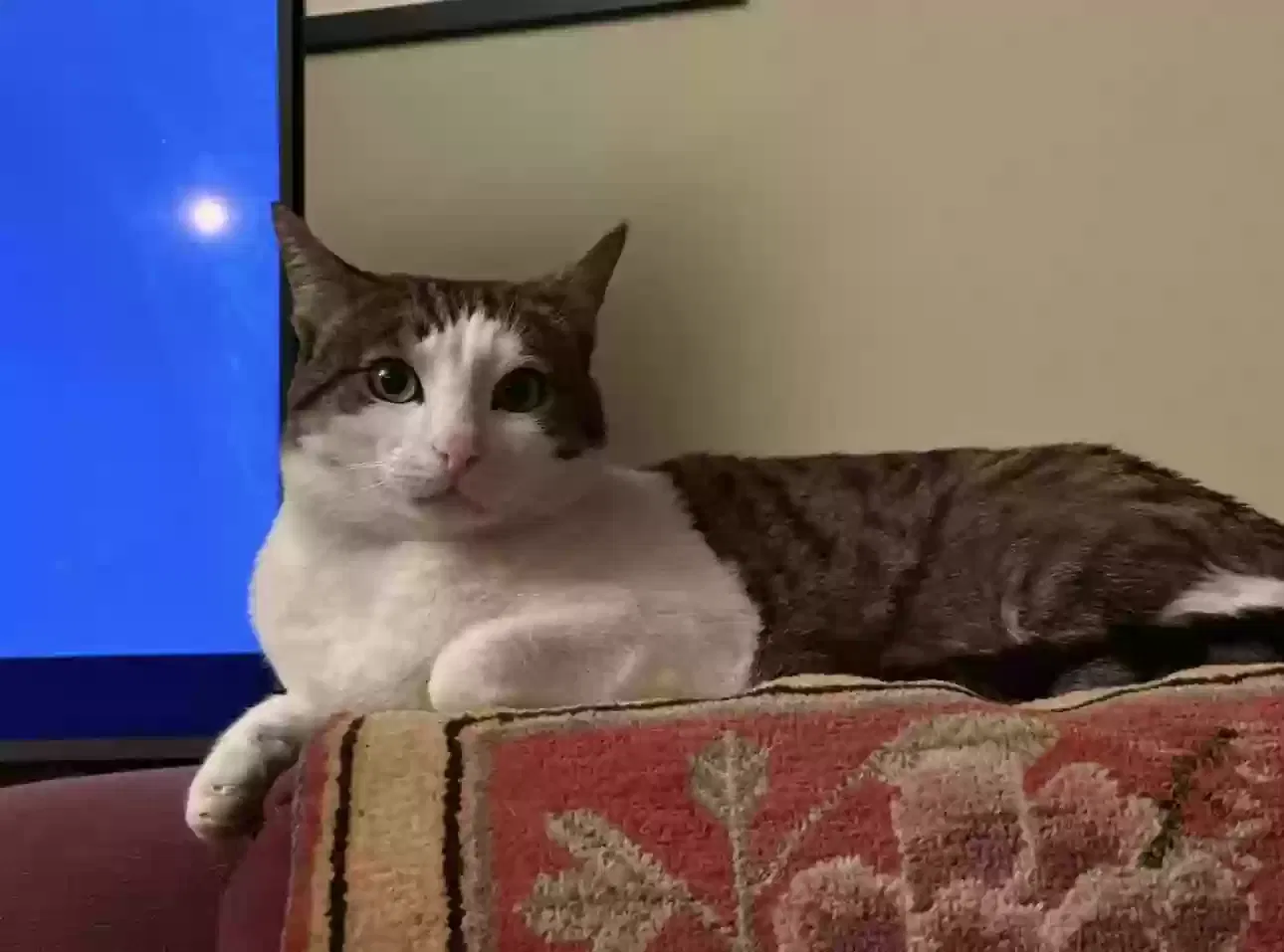 Lost cat in Bainbridge Island, WA, 98110