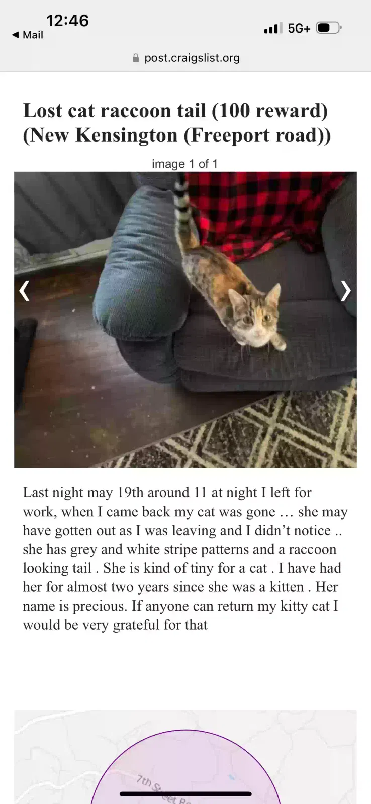 Lost cat in New Kensington, PA, 15068
