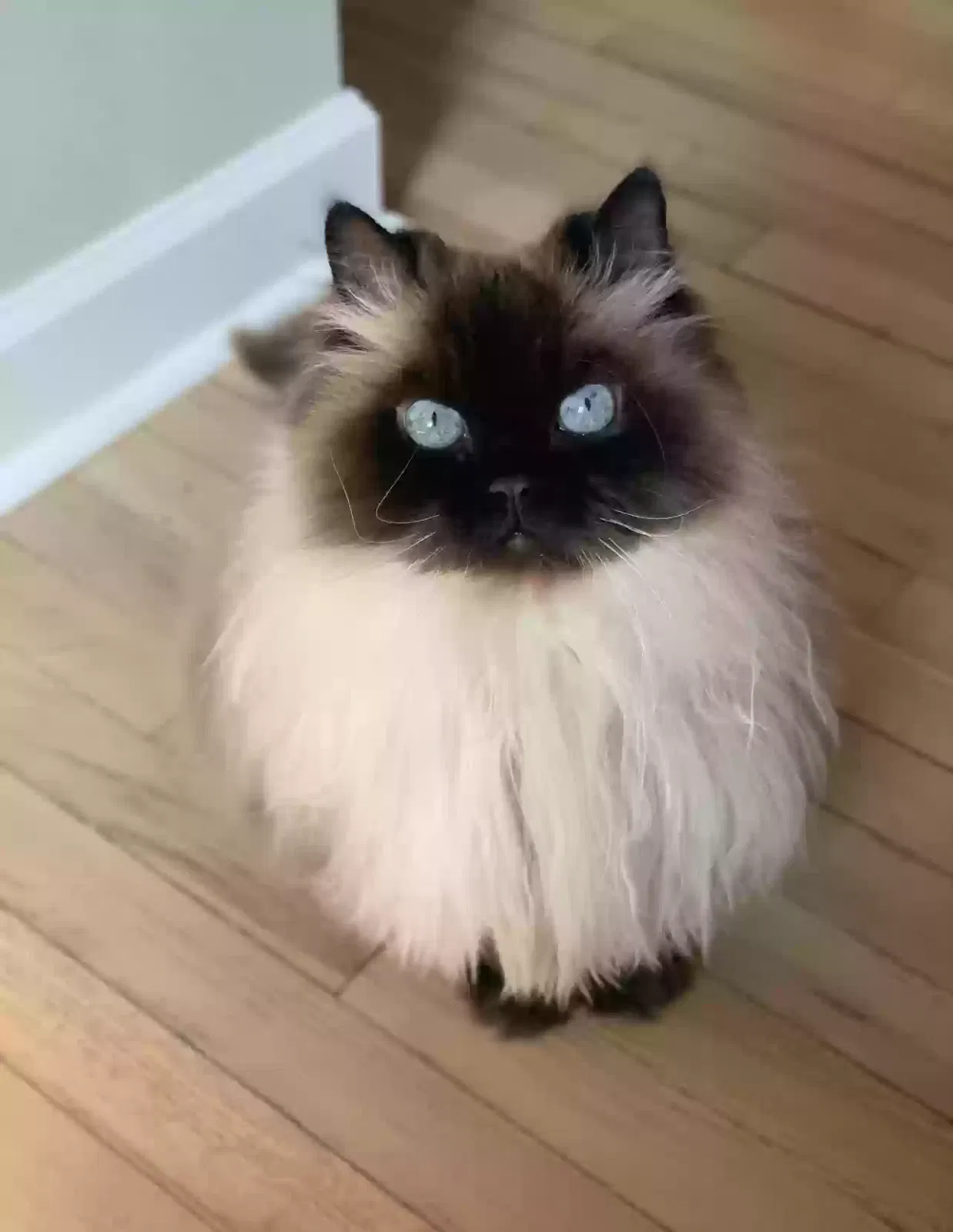Lost cat in Pittsburgh, PA, 15210