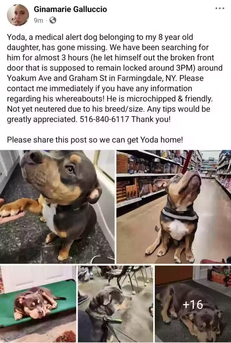 Lost dog in Farmingdale, NY, 11735