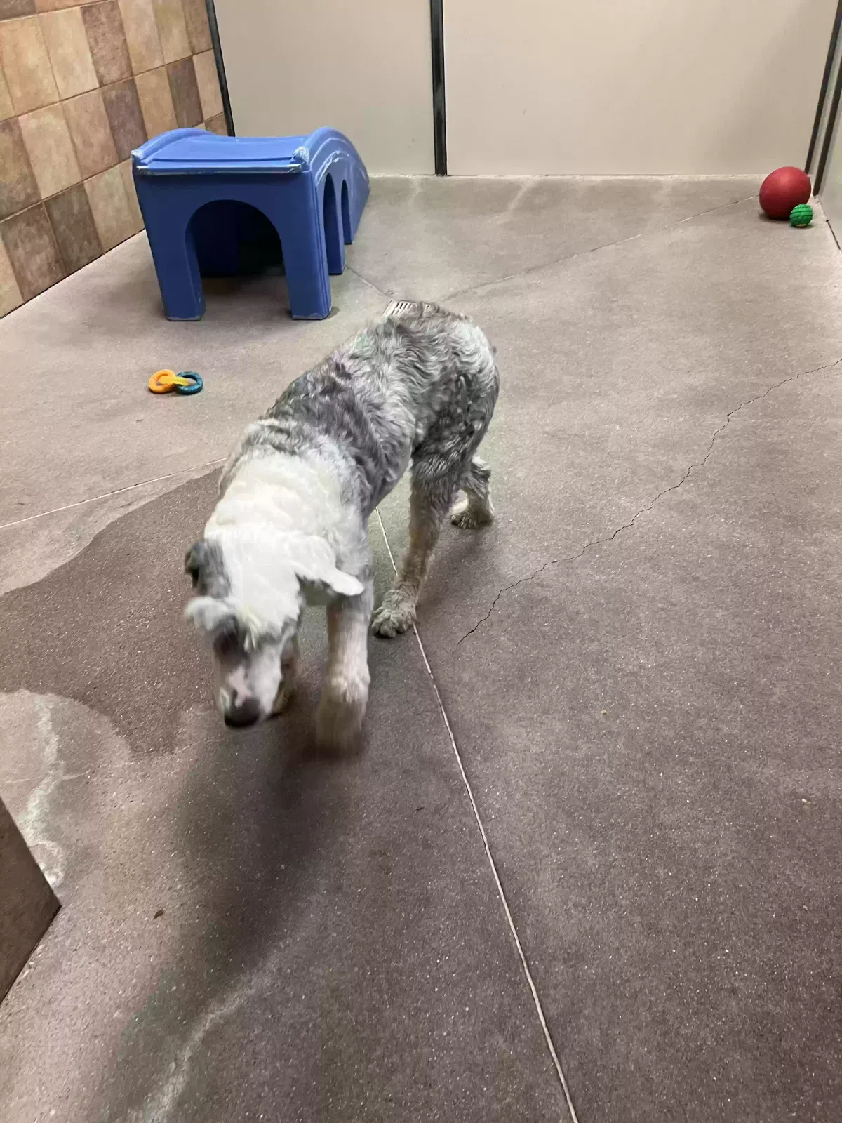 Lost dog in Las Vegas, NV, 89122