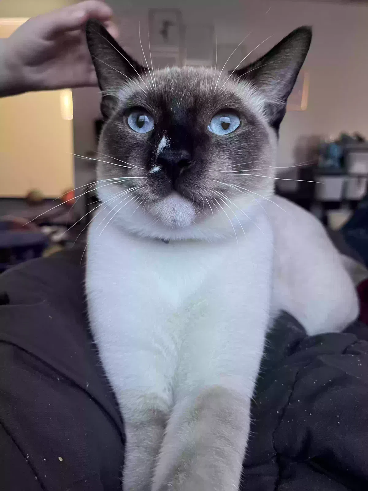 Lost cat in Graham, WA, 98338