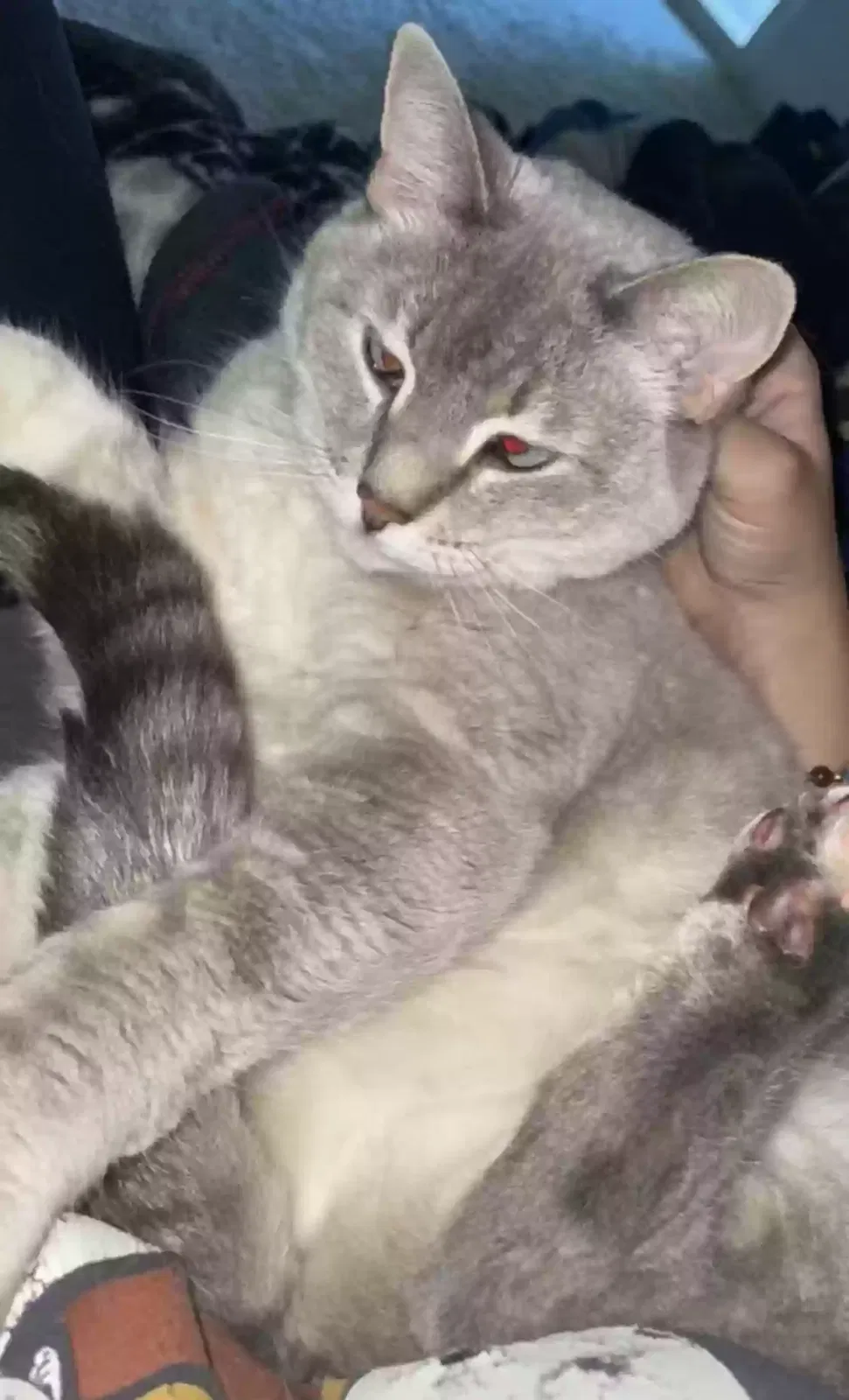 Lost cat in Albuquerque, NM, 87109