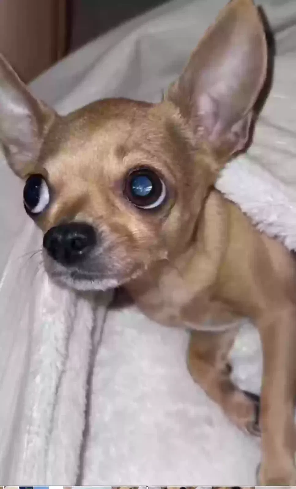 Lost dog in Tucson, AZ, 85746