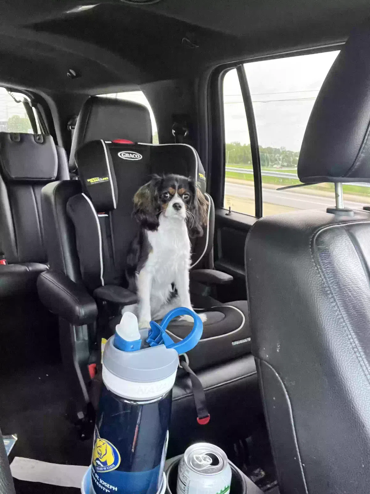 Lost dog in Cincinnati, OH, 45252