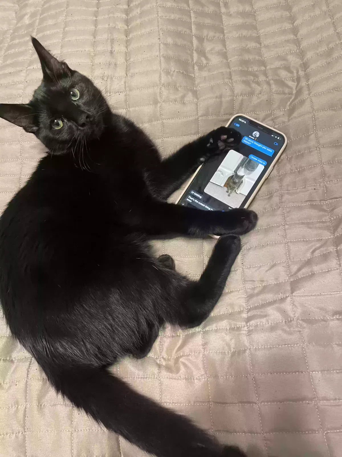 Lost cat in Carlsbad, CA, 92009