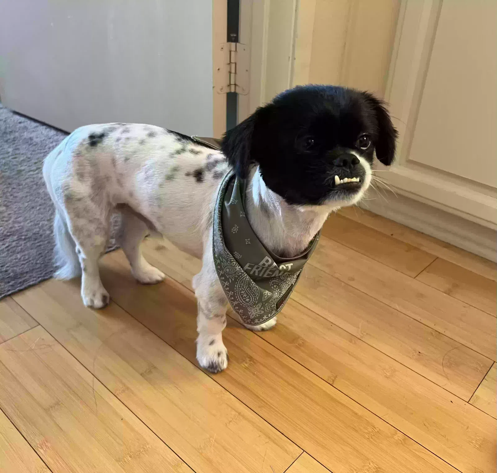 Lost dog in Los Angeles, CA, 90011