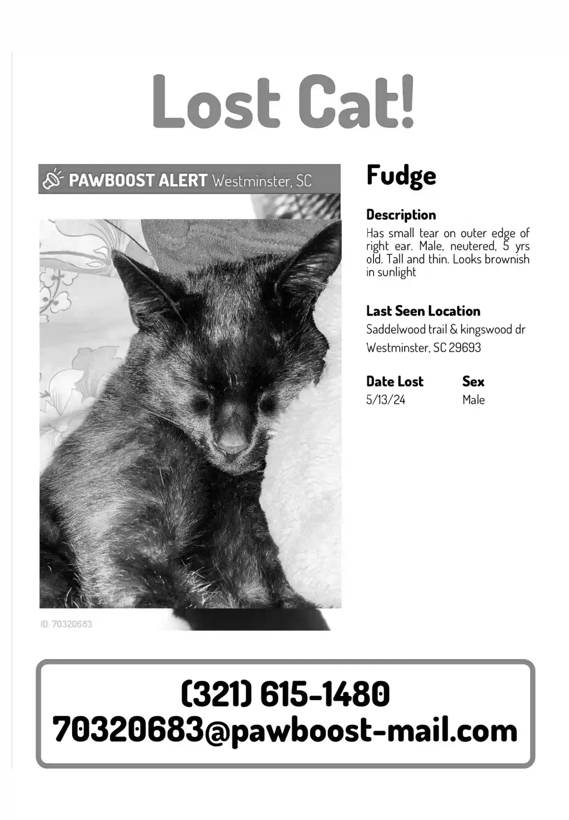 Lost cat in Westminster, SC, 29693