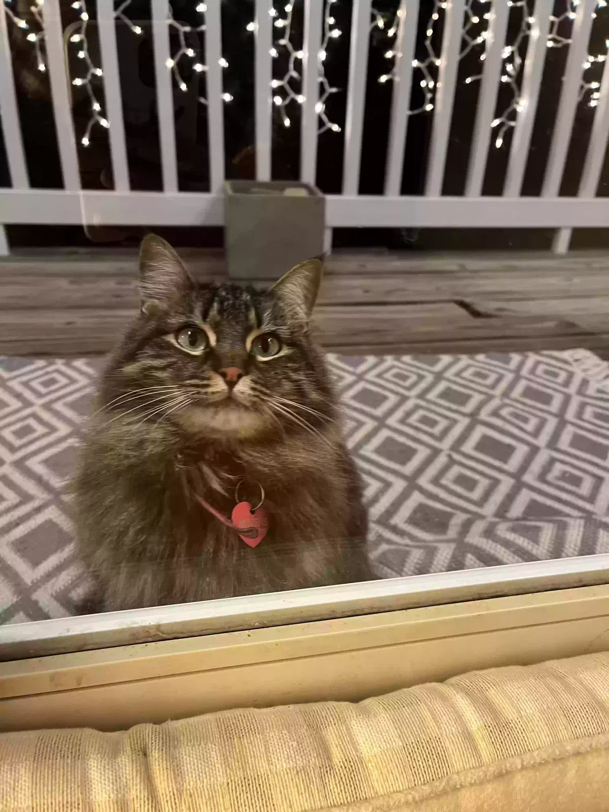Lost cat in Travelers Rest, SC, 29690