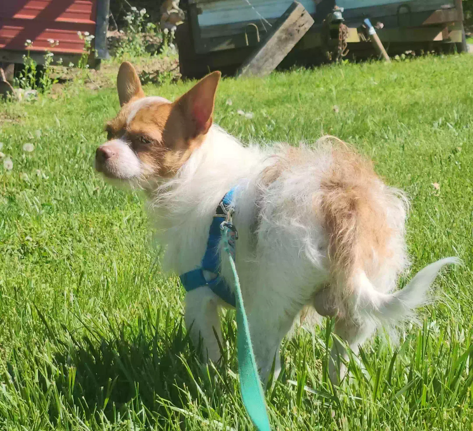 Lost dog in Knoxville, TN, 37909
