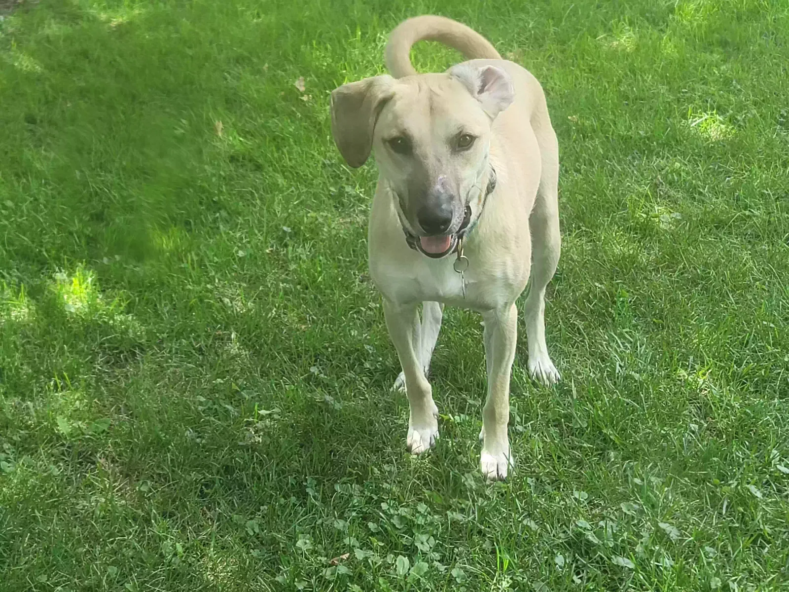 Lost dog in Rockford, IL, 61109