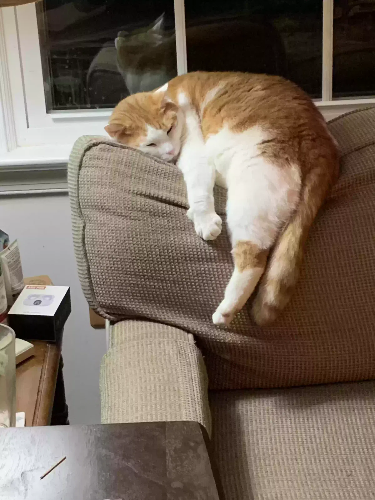 Lost cat in Henrico, VA, 23229
