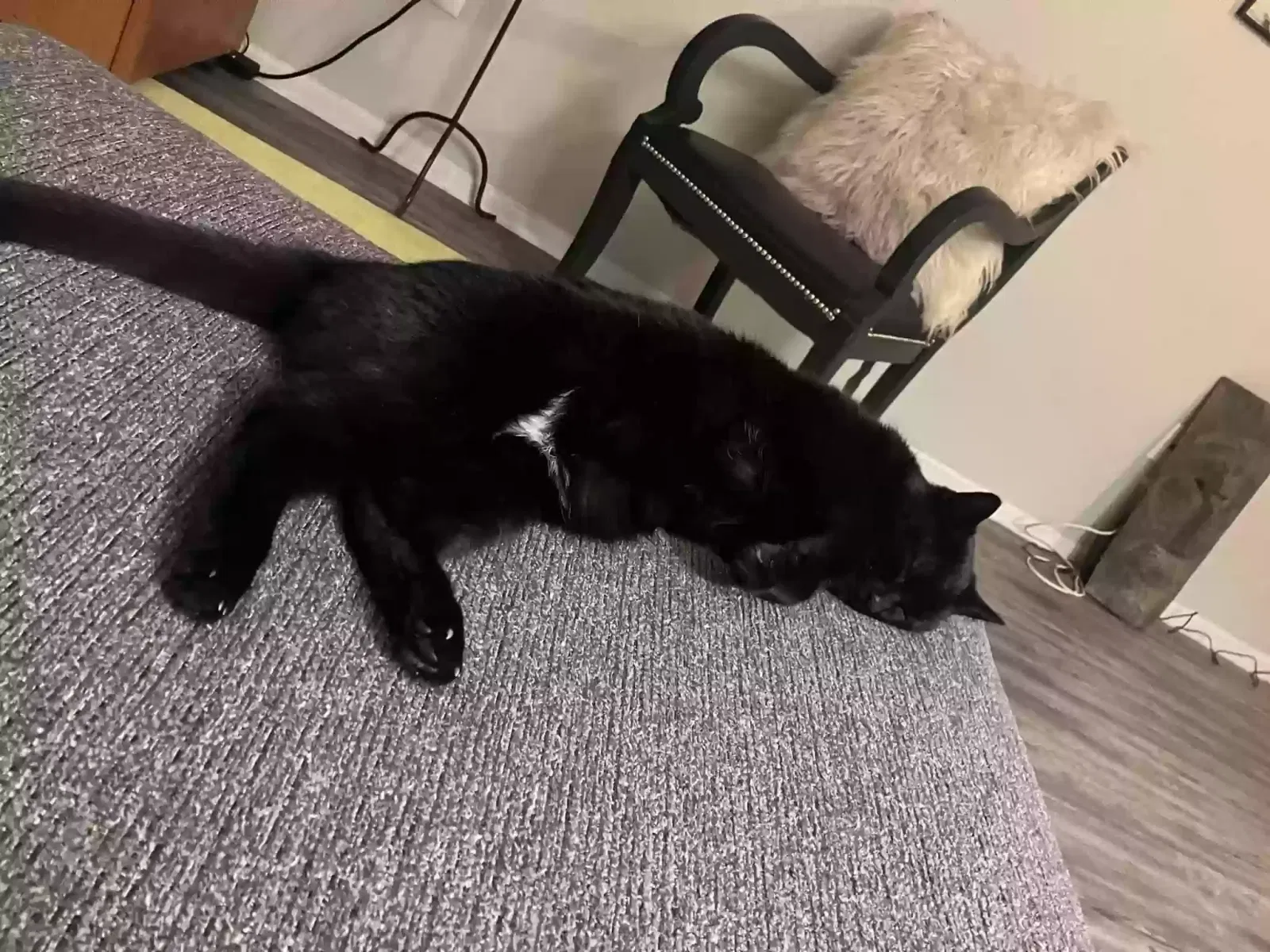 Lost cat in Milford, OH, 45150