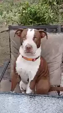 Lost dog in Daytona Beach, FL, 32124