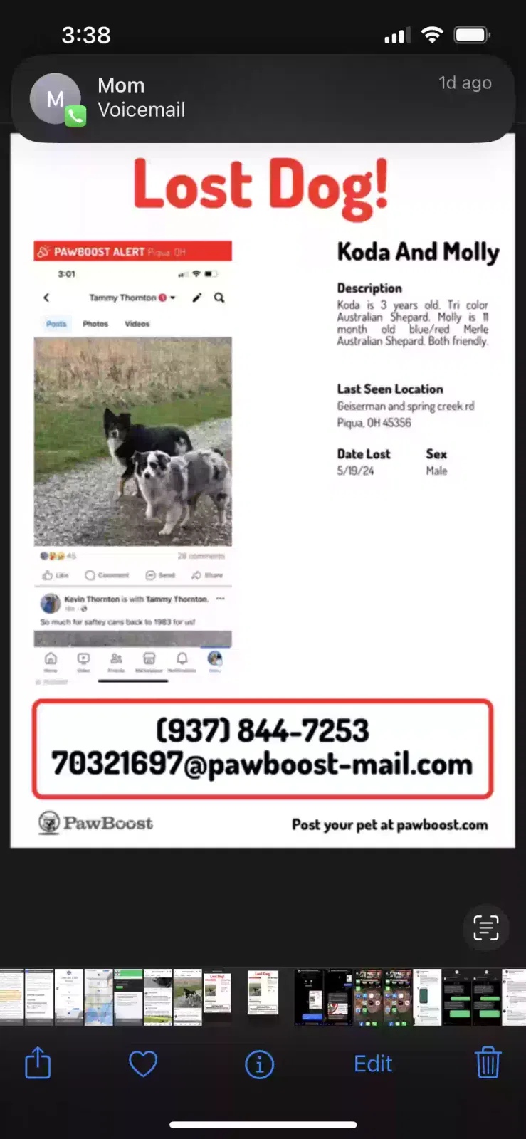 Lost dog in Piqua, OH, 45356