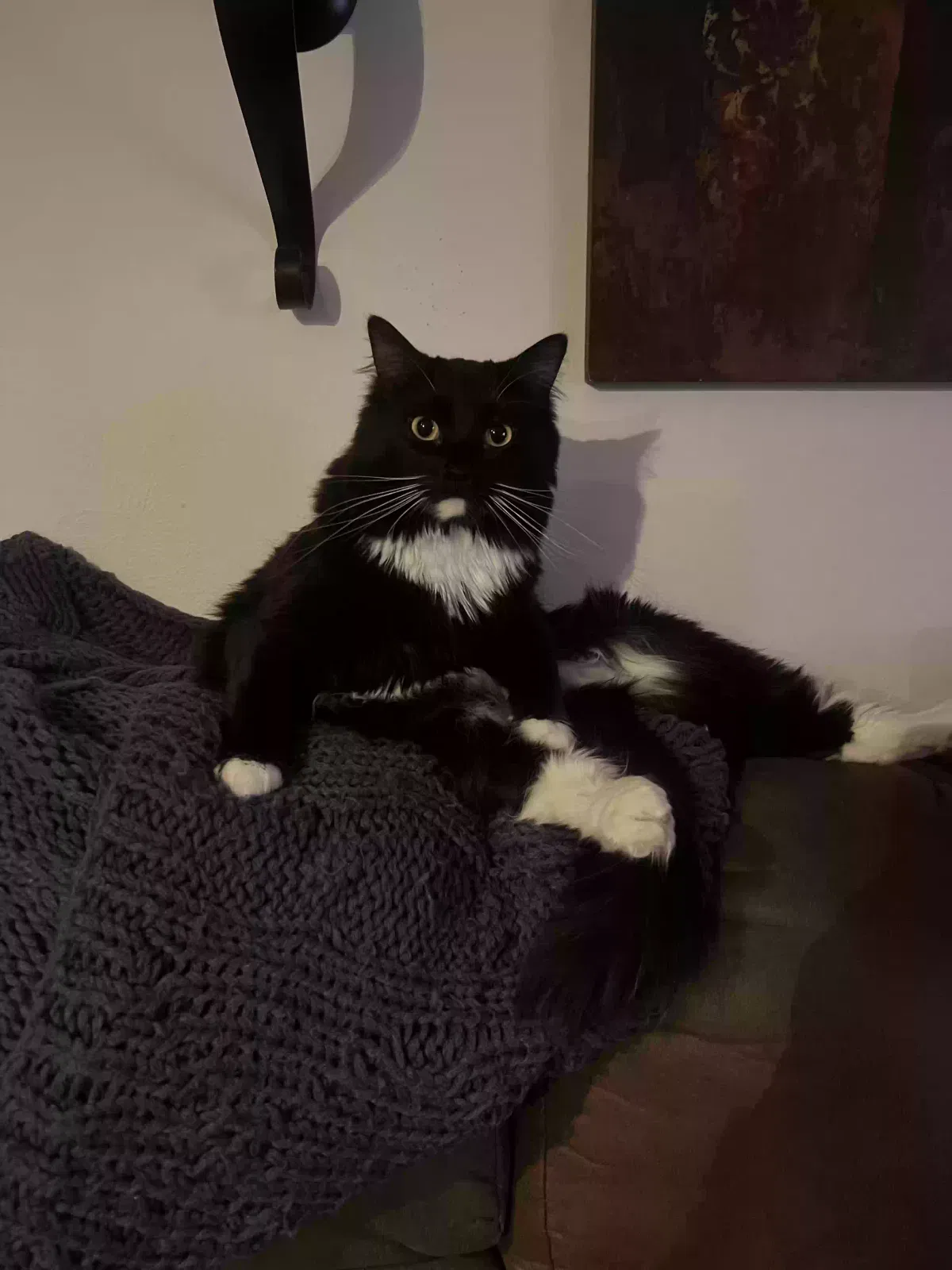 Lost cat in Green Bay, WI, 54313
