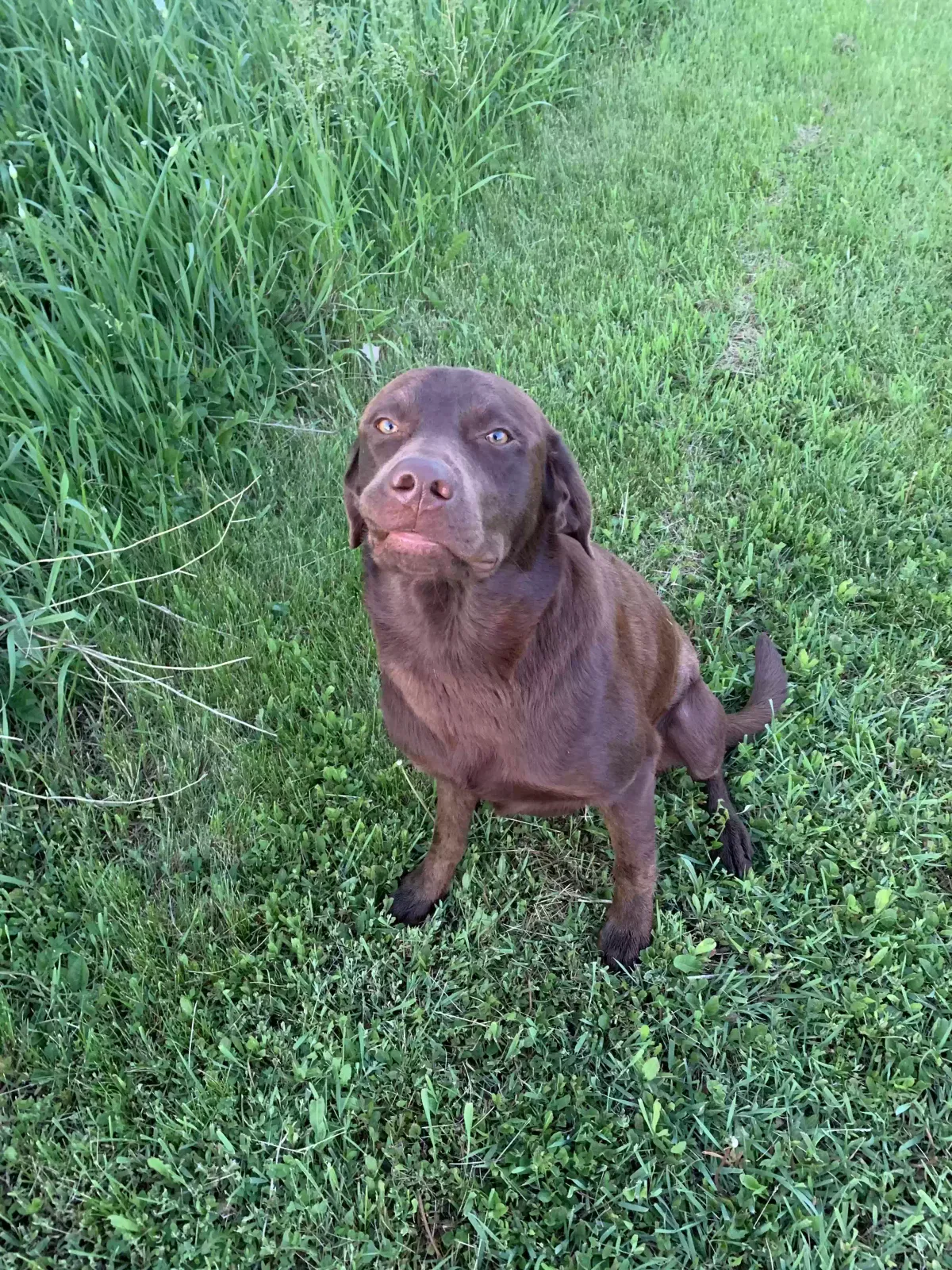 Found dog in Centerville, SD, 57014