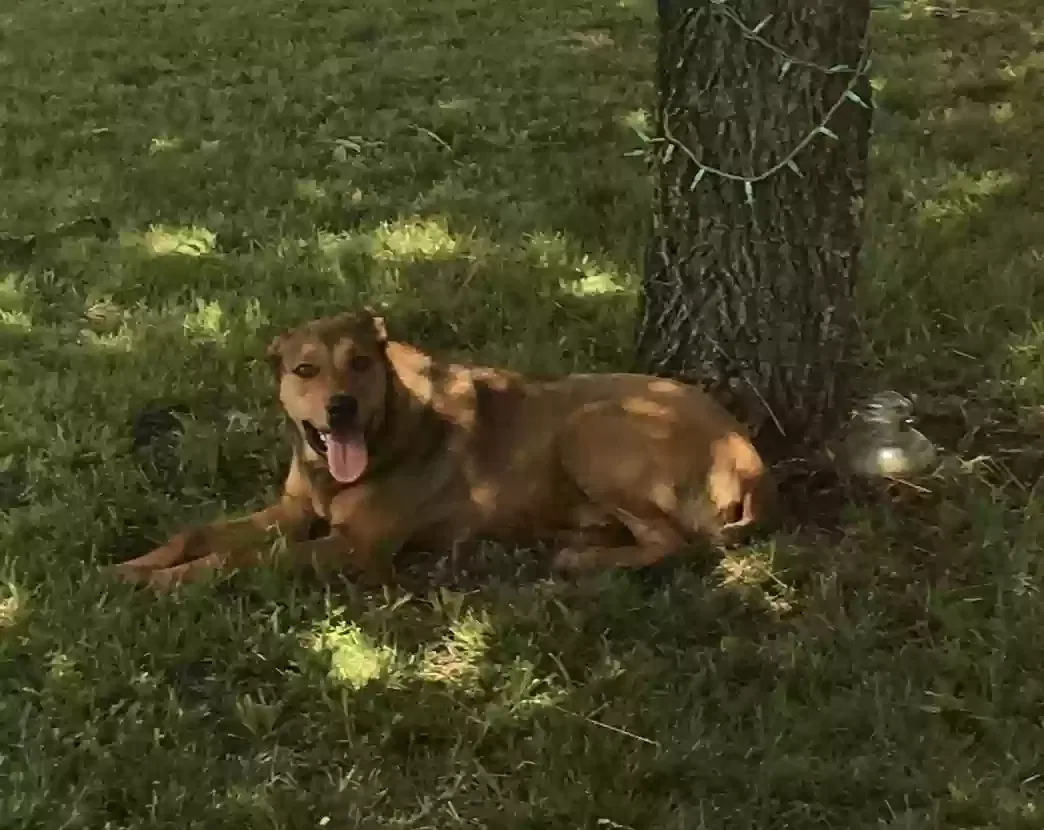 Found dog in Perry, OK, 73077