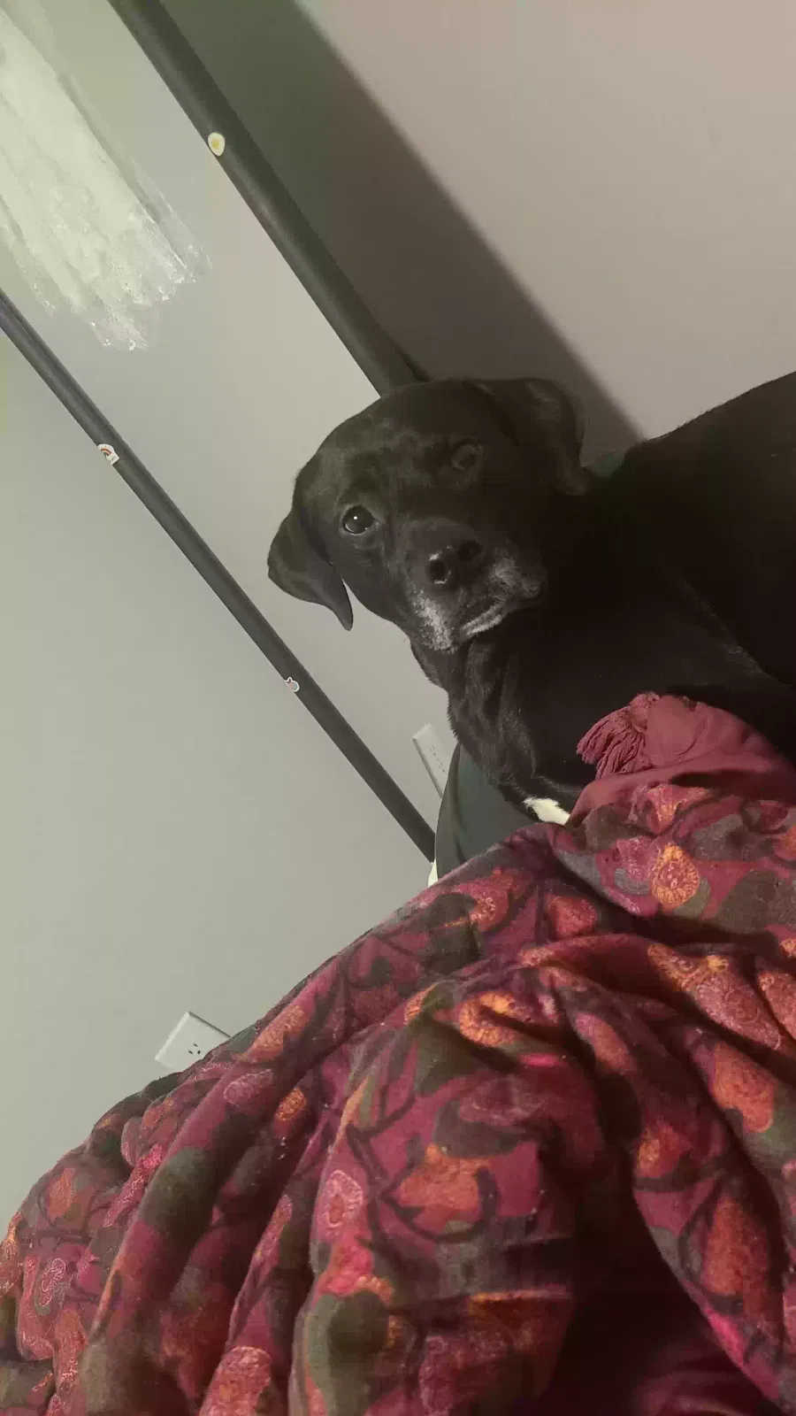 Lost dog in White House, TN, 37188