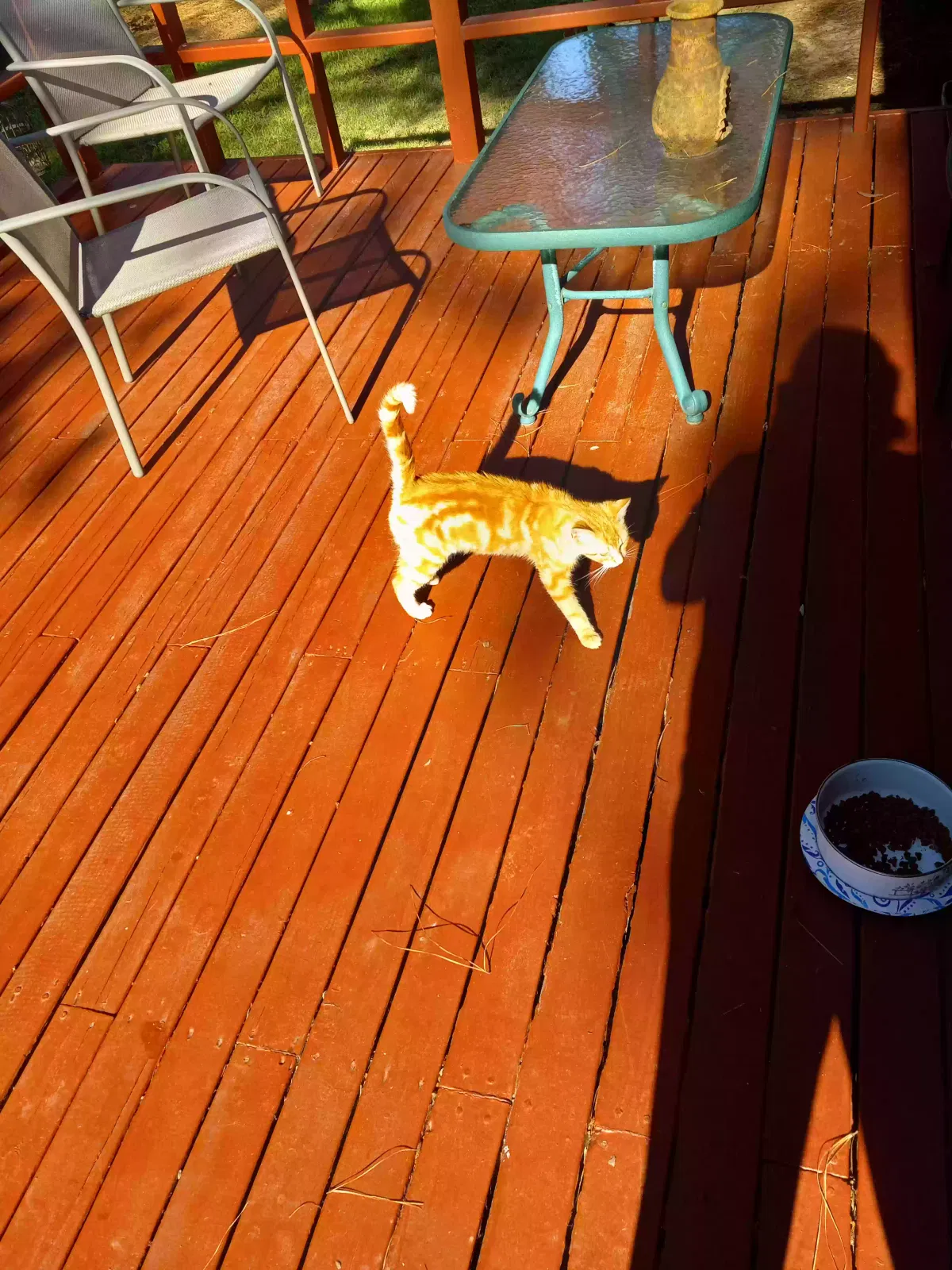 Found cat in Searcy, AR, 72143