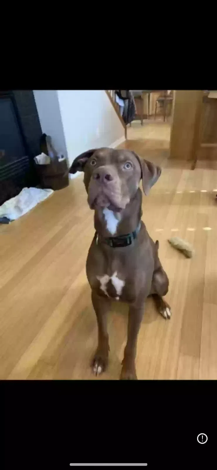 Lost dog in Portland, OR, 97214