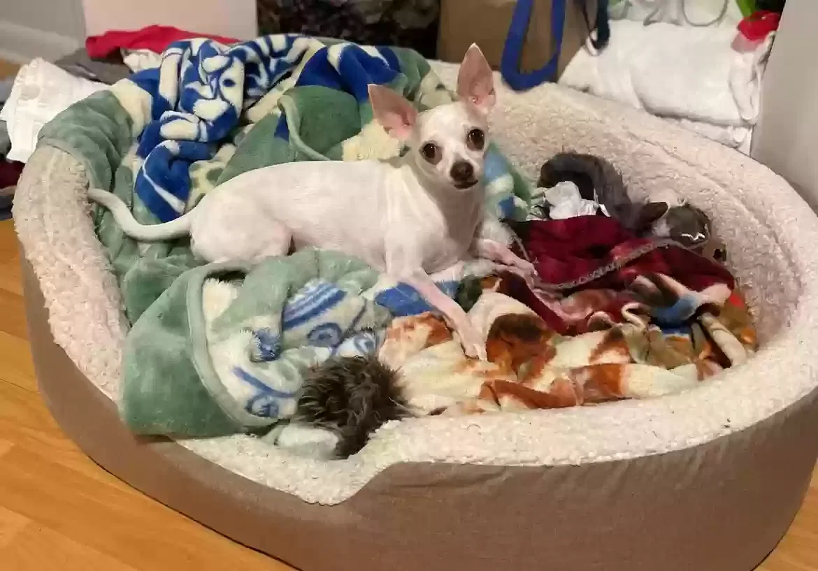 Lost dog in Lake Placid, FL, 33852