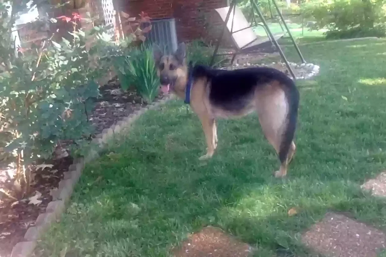 Found dog in Memphis, TN, 38128