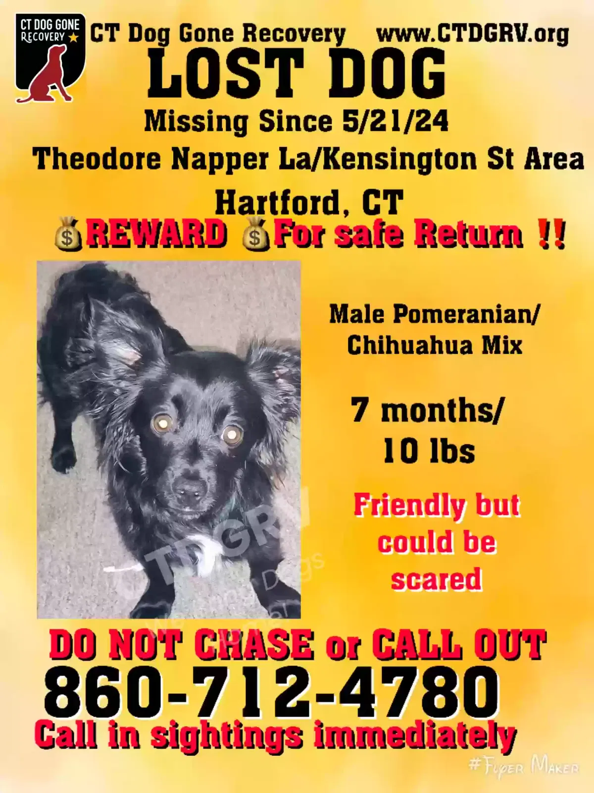 Lost dog in Hartford, CT, 6120