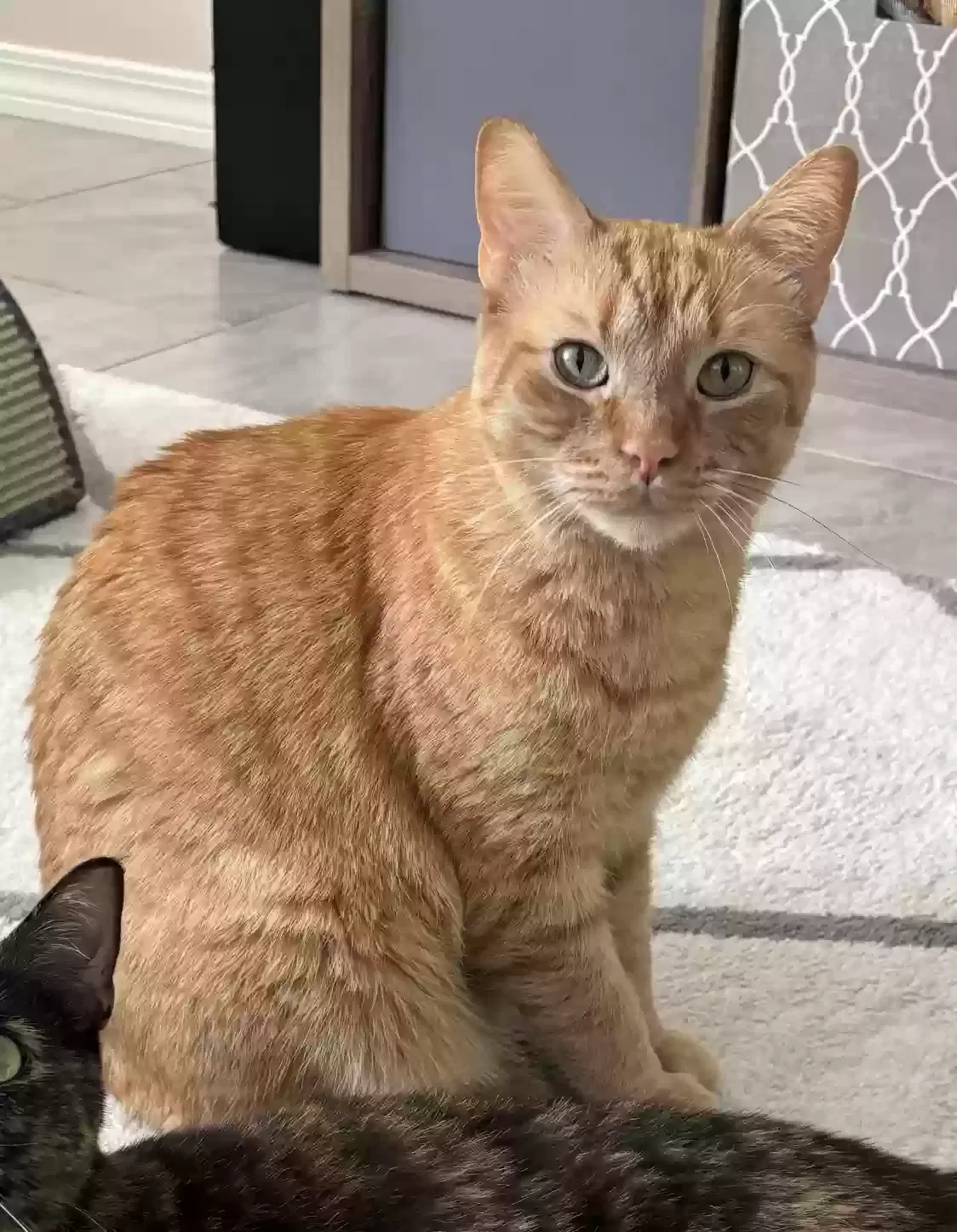 Lost cat in Cantonment, FL, 32533