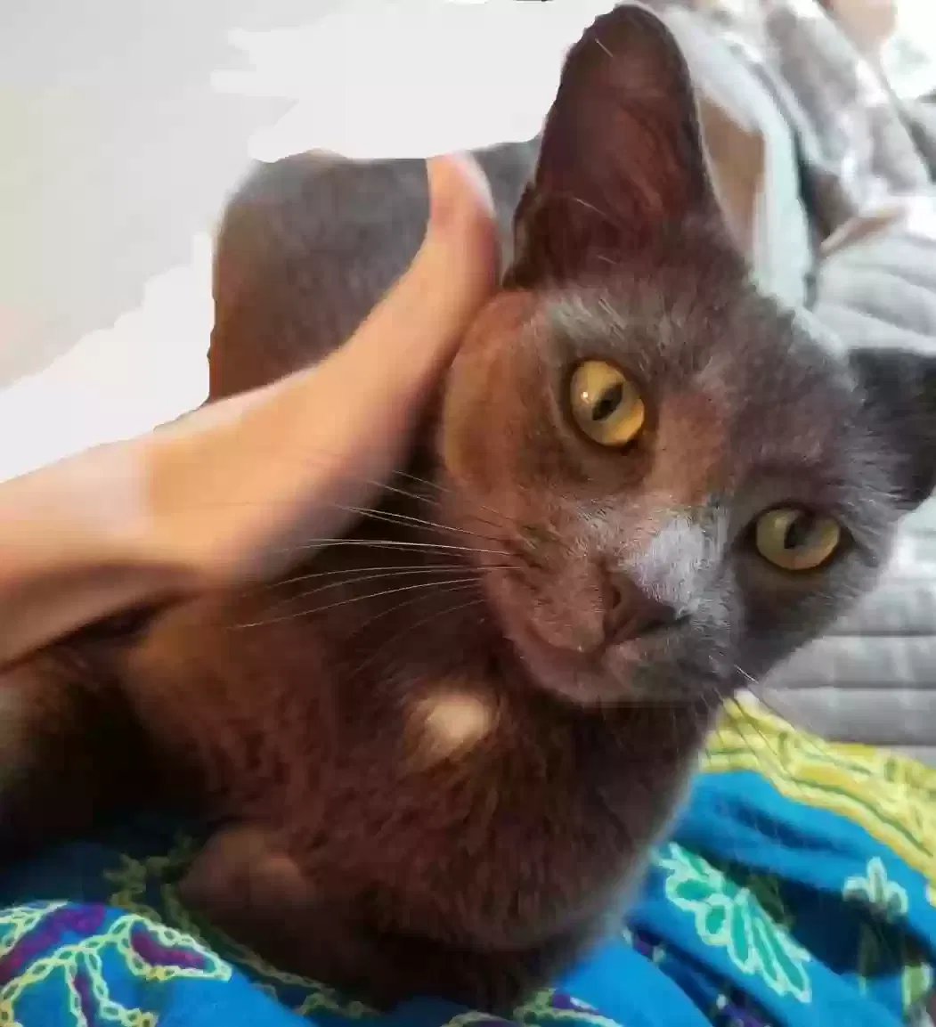 Lost cat in Charlotte, NC, 28227