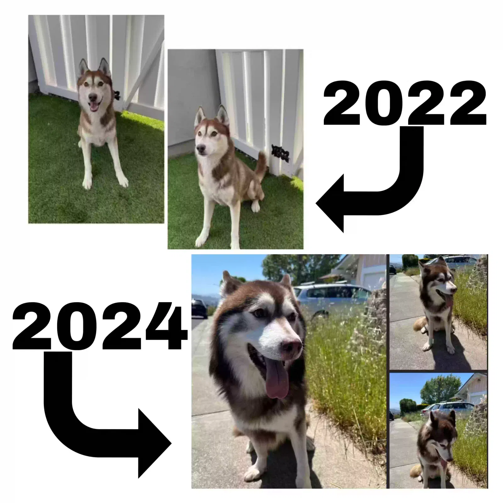 Lost dog in El Sobrante, CA, 94803