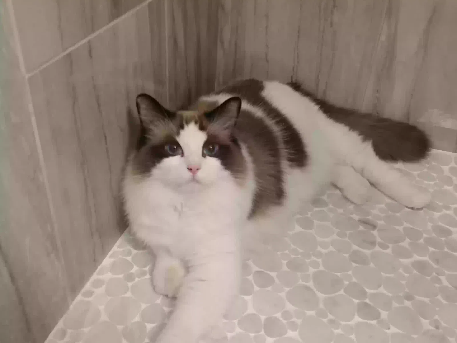 Lost cat in Boise, ID, 83704