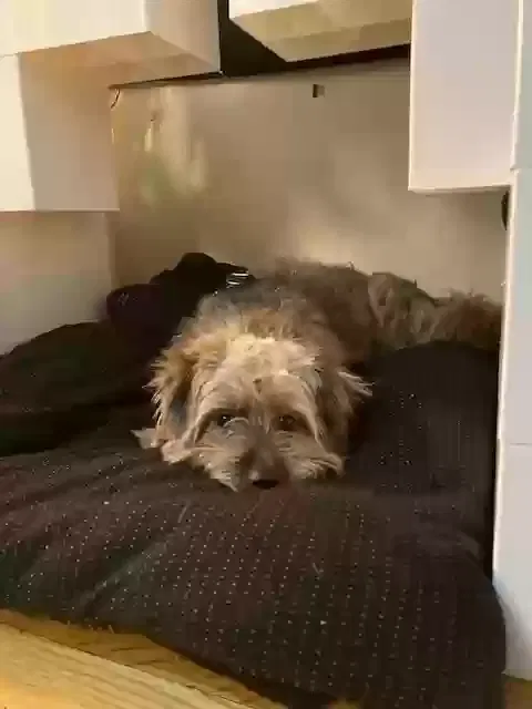Lost dog in Jamaica, NY, 11435