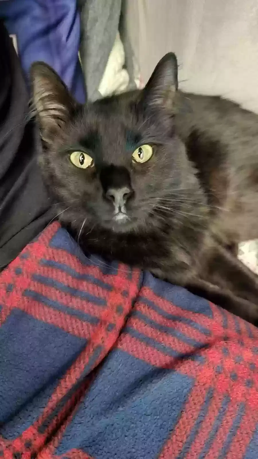 Lost cat in San Dimas, CA, 91773