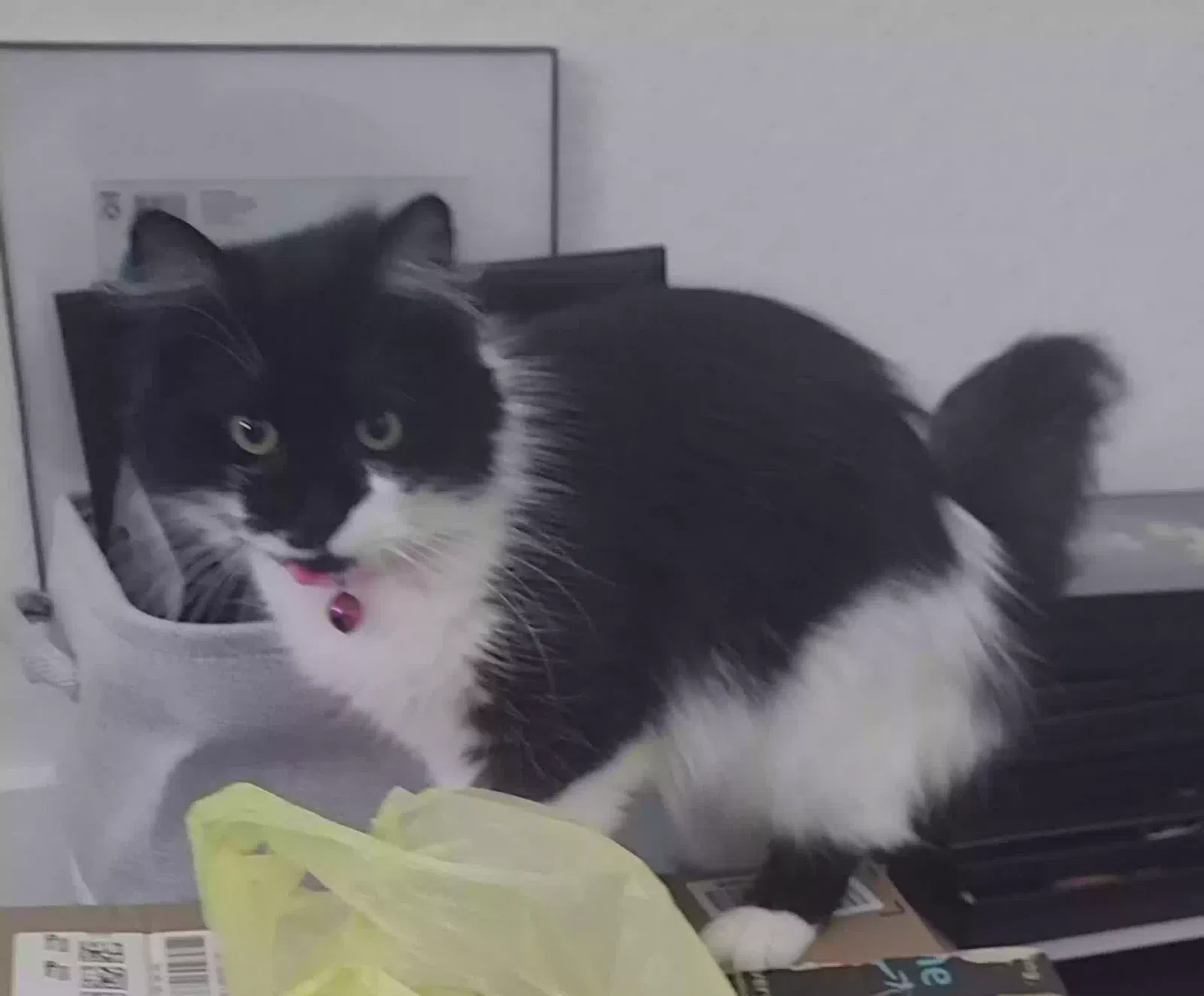 Lost cat in Hutto, TX, 78634