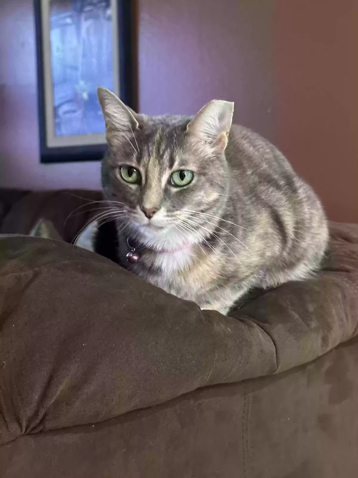 Lost cat in Orlando, FL, 32824