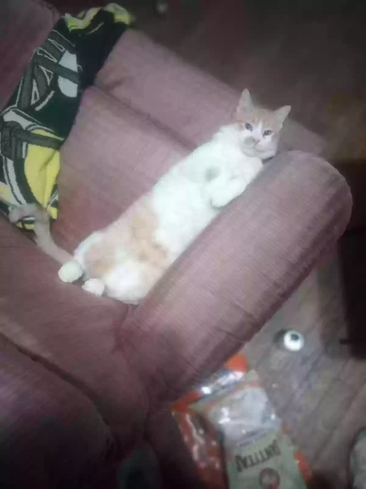 Lost cat in Peoria, IL, 61603