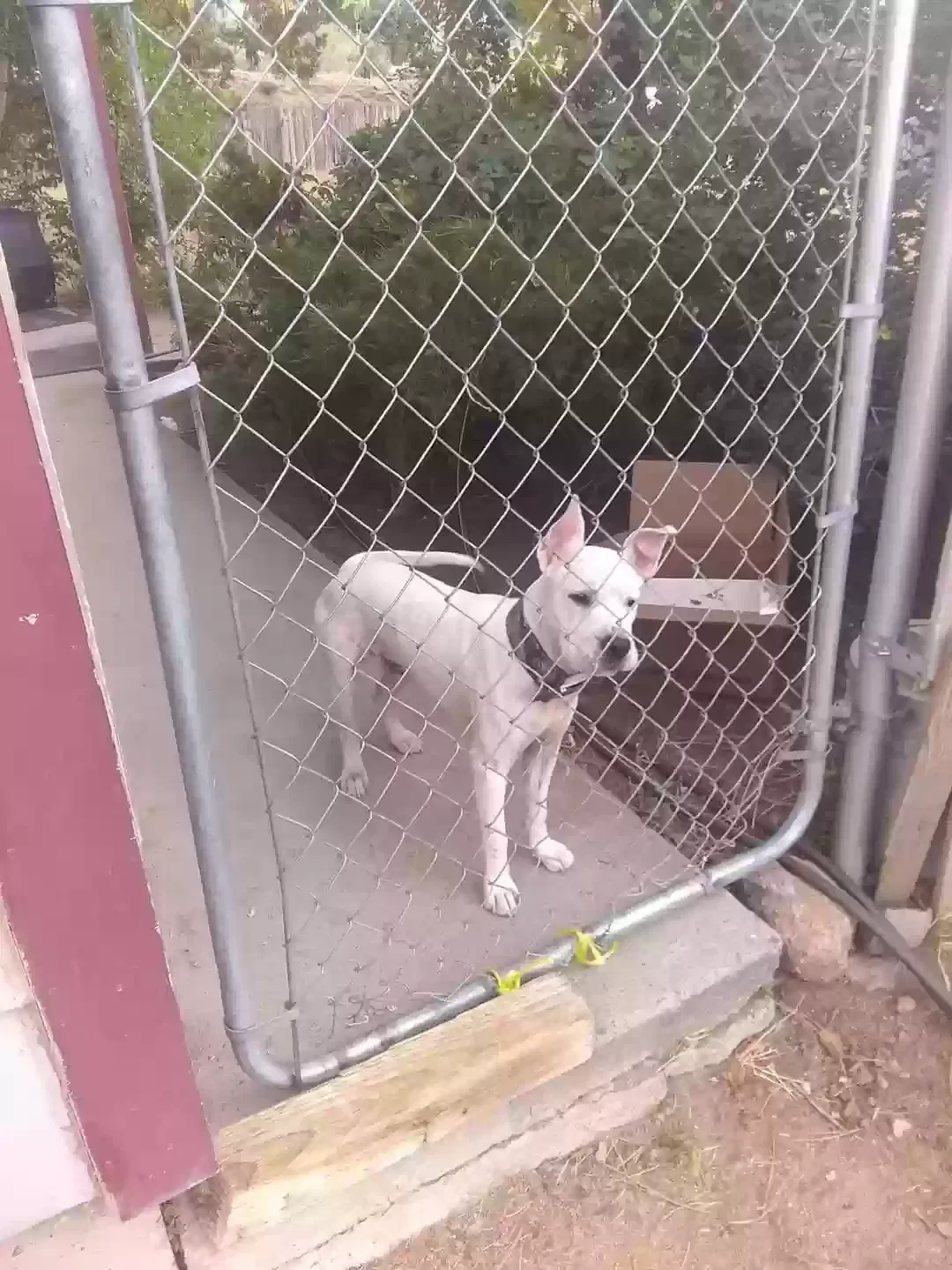 Lost dog in Reno, NV, 89506