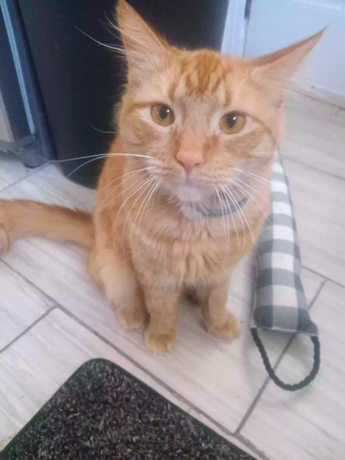 Lost cat in Glen Burnie, MD, 21060